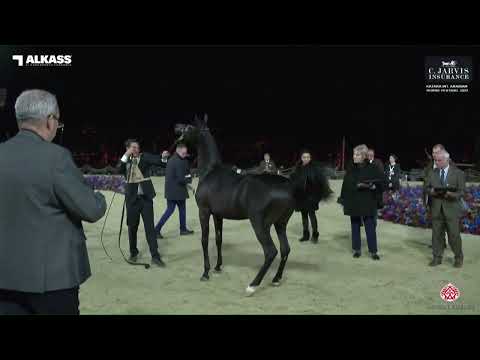 N 72 D HAYEL   Katara Int  Arabian Horse Festival 2023   Yearling Colts Class 4B