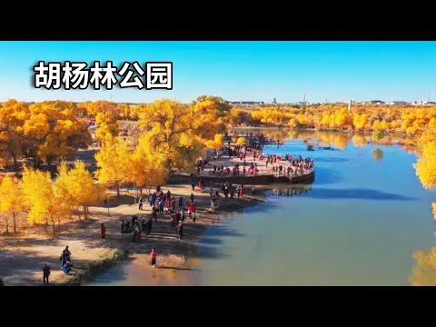 世界胡杨看中国，中国胡杨看轮台！到新疆看世界上最大的胡杨林，一眼就让你惊艳到【行走世界的北京老刘】