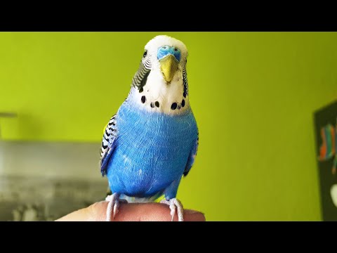 Singing Budgie - Happy Song | Most Beautiful Budgie Songs Ever | Parakeets Chirping Sounds HDR10 #2