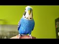 Singing Budgie - Happy Song | Most Beautiful Budgie Songs Ever | Parakeets Chirping Sounds HDR10 #2