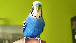 Download lagu Singing Budgie - Happy Song | Most Beautiful Budgie Songs Ever | Parakeets Chirping Sounds HDR10 #2 mp3