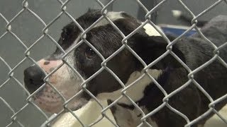 Hurricane Florence — Animals in Harm's Way by The Humane Society of the United States