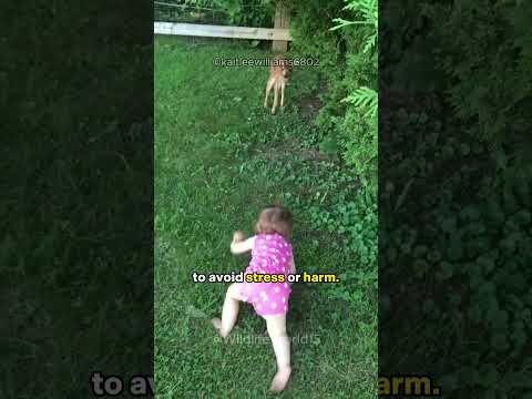 What to do When Approach by a Deer Calf or Fawn?  🦌  🤔 #shorts #deer #animals