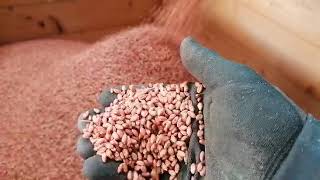 Tratamento de sementes LvivAgromashProekt seed treater PNSh-3-01(P) (for big bags) a venda - Imagem 4 | Agronetto PT Tratamento de sementes LvivAgromashProekt seed treater PNSh-3-01(P) (for big bags) novo | Imagem 4 - Agronetto