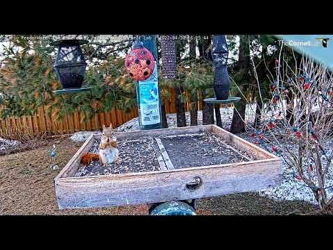 Squirrel and Crow meet on the platform      16 25 41 4 30 22