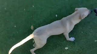 Video preview image #1 Mutt Puppy For Sale in Woodbury, NY, USA