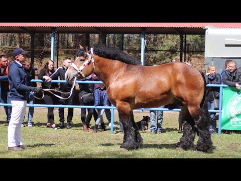 Ogier AMOLIS 44 G Gd - Pokaz Ogierów Hodowlanych - Olsztyn 2022