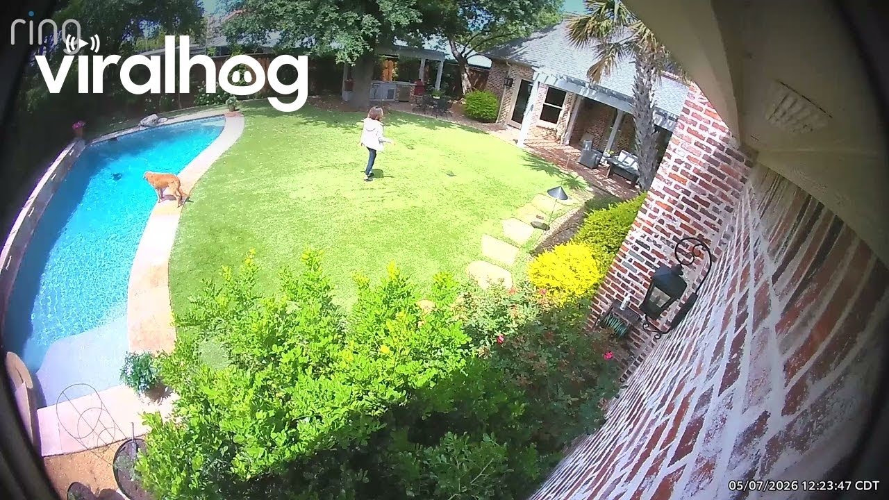 Dog Nudges Mom to Watch His Cannonball || ViralHog