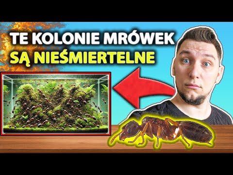 ‼️Jeżeli kupisz te mrówki, to one ciebie przeżyją⁉️
