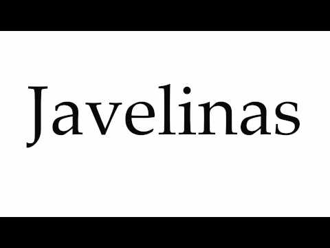 How to Pronounce Javelinas