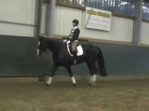 Kat. 34, Debby von Don Frederico - Verkaufstag auf dem Dobrock 17. Mai 2014