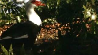 Ratatat - Imperials (music video by Gaudry)