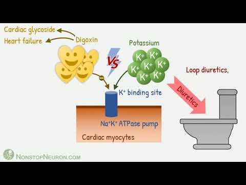 Tương tác của Thuốc lợi tiểu (Diuretics) với Thuốc trợ tim Digitalis (Digoxin)