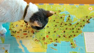Cats Pick New Home