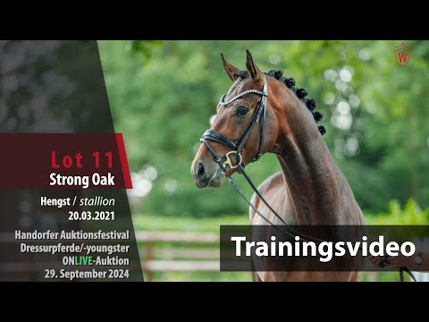 Auktionsfestival Training Lot 11 Strong Oak Hengst v. So Perfect - De Niro