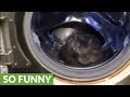 Cat Decides To Sleep Inside Washing Machine