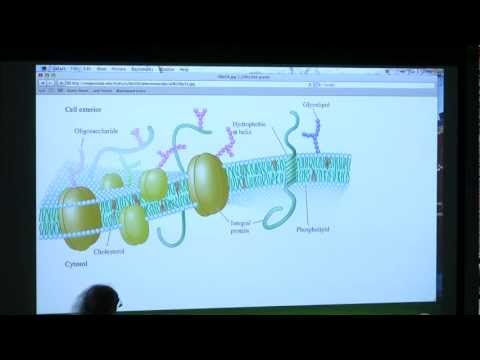 #13 BB 350 Membranes II - Kevin Ahern's Biochemistry Online