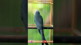 Download lagu Srigunting Abu Abu Gacor Harga 10jt #burung #kicaumania #burungkicau #kicaumanianusantara mp3