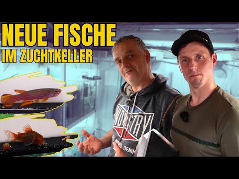 New armored catfish and killifish in Christian's ornamental fish breeding cellar