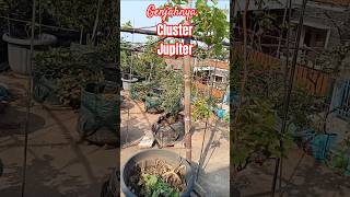Jupiter hsp ± 3 weeks #horticulture #organic #jupiter #grape #vine #fruittree #tabulampot #rooftop