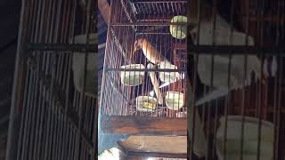 Download lagu Anis kayu/anis kuning gacor mp3