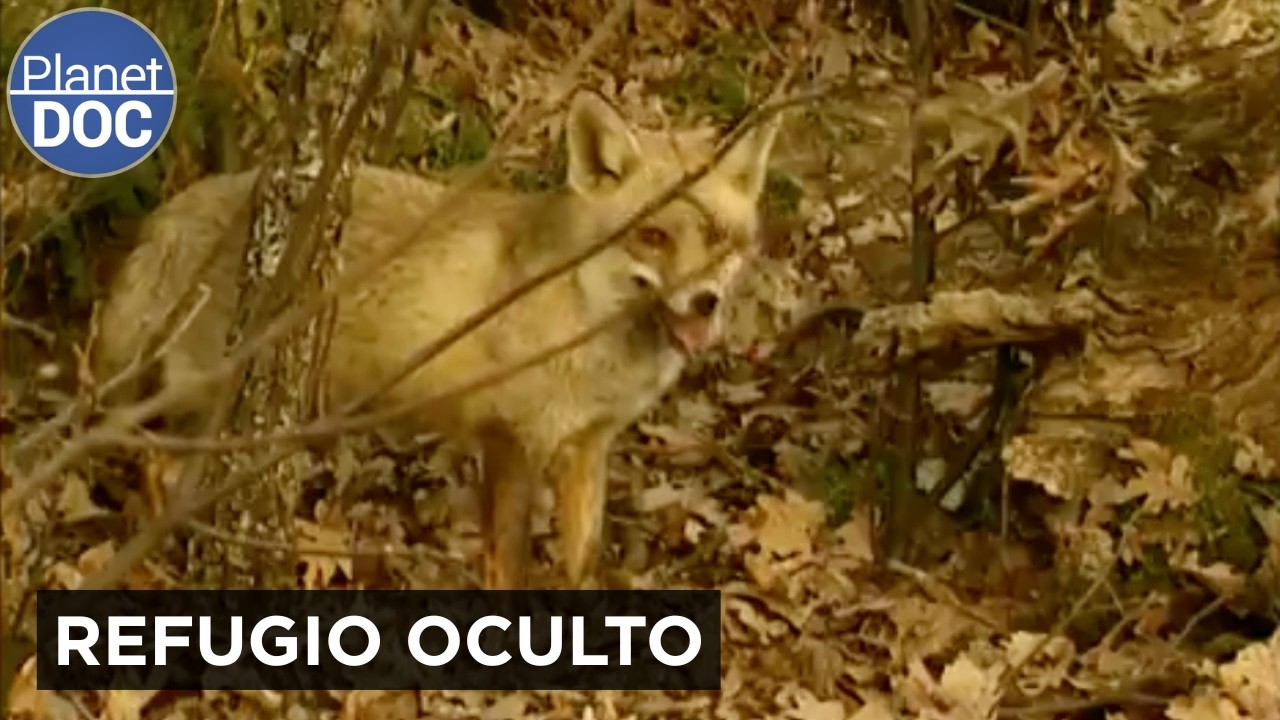 El Oso y el Lobo Ibérico: Los grandes dueños del norte de España | Planet DOC