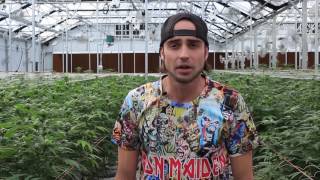 Blue Cookies | From the Soil - Flower Hour