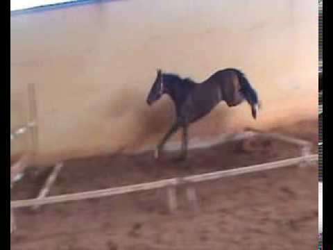 Chaplin  -  Cassini II x Lord x Lagos