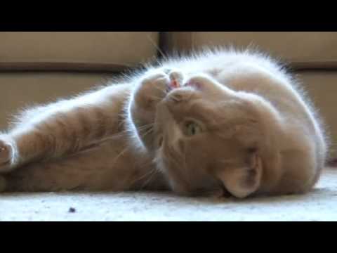 YouTube Preview Image