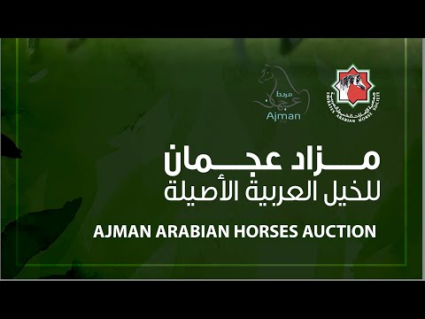 AJMAN ARABIAN HORSES AUCTION