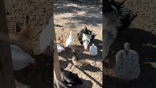 Leftovers are a favorite for our beautiful chickens #farming #farmlife #birds #chicken #shorts