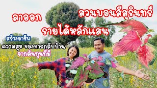ออกจากงานประจำ มาทำสวนบอนสี เจออะไรบ้าง /บ้านบอนสีสุรินทร์ ความสุขที่มากกว่า