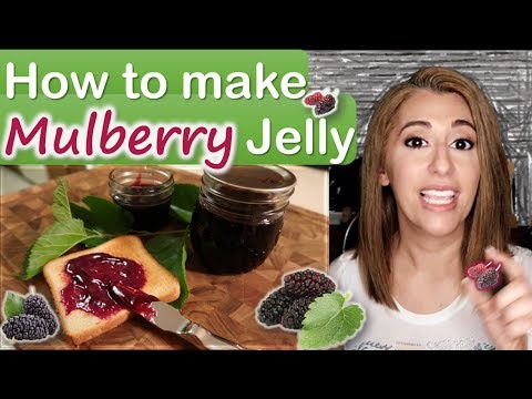 How to make MULBERRY JELLY 😍 (easy) | How to pick mulberries