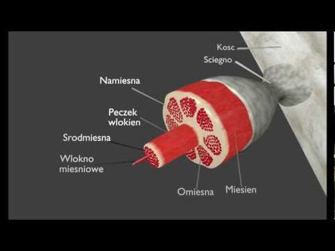 Pompowanie mięśni ćwiczeń Ból pleców podczas siedzenia