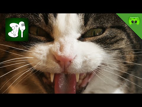 DER KATERCAST 🎮 PietCast #37