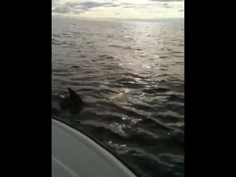 Delfin på Veiholmen - 14. august 2011