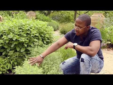 Medicinal plants - Part 1 - Artemisia pontica