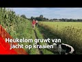 Talloze kraaien werden doodgeschoten door de jager, de omwonenden liggen er 's morgens wakker van.