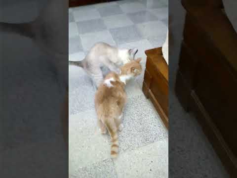 Siamese cats trying to mate with an old cat