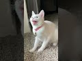 Cute Cat Singing Ah Aaaaa Aa Cute Animal Videos Full Screen Whatsapp Status Shorts 1