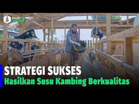 , title : 'Cara Sukses Ternak Kambing Perah Ala Wayang Dairy Farm'
