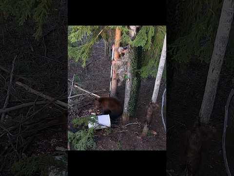 Up Close with a Brown Bear - Blink and You'll Miss It#bearhunting #bearcall#huntinglife