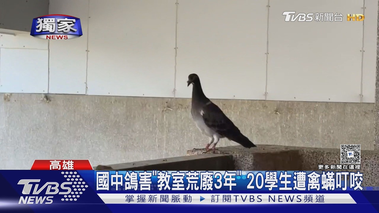 影音／阿蓮國中鴿害嚴重！教室荒廢3年　20學生遭禽蟎叮咬