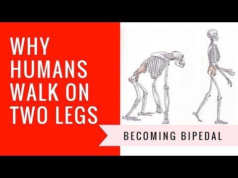 Why Do We Walk on Two Legs?