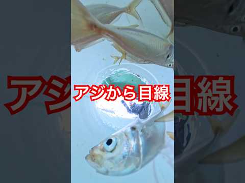 アジから目線 #アジ釣り #アジ #釣り #fishing