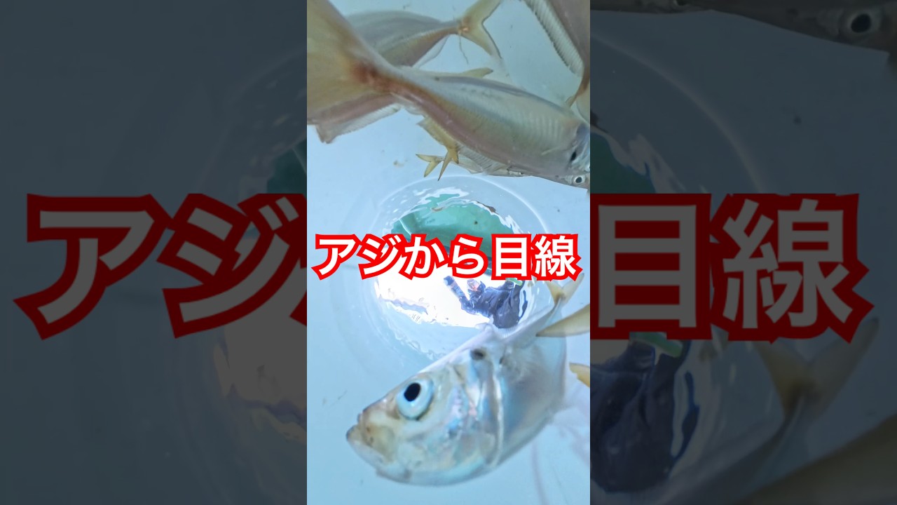 アジから目線 #アジ釣り #アジ #釣り #fishing