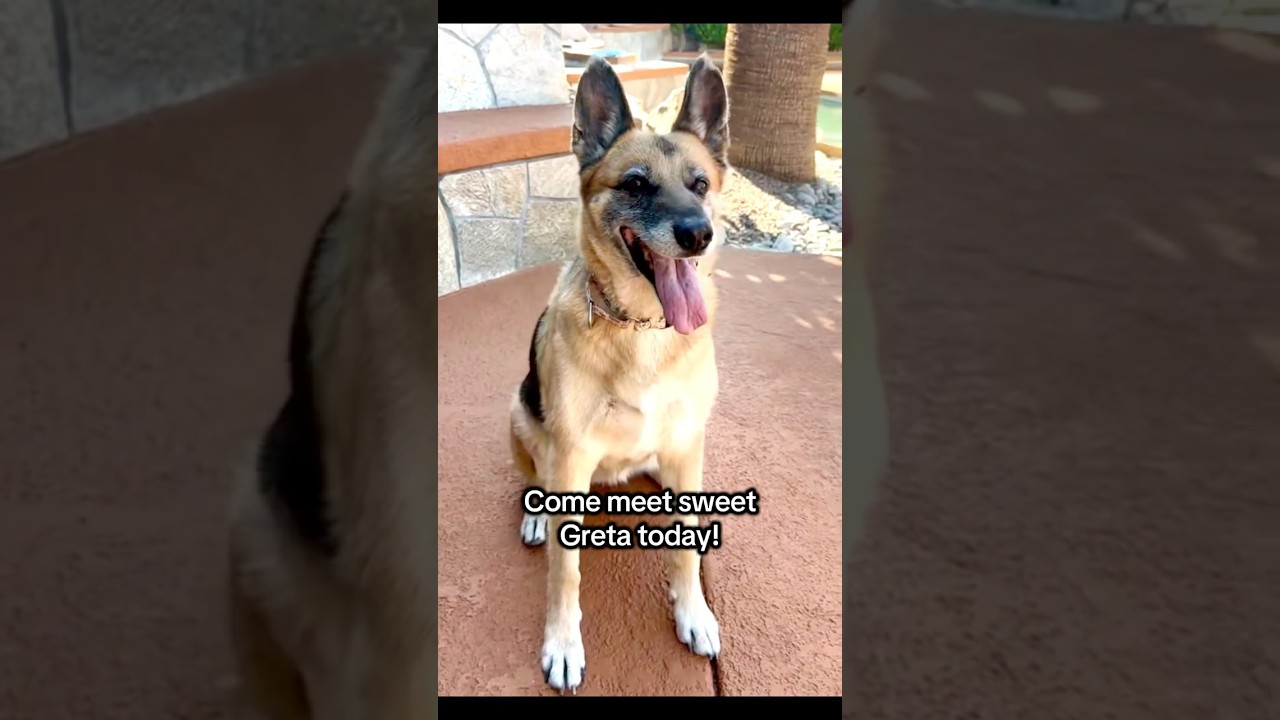Greta, a Adoptable mixed breed in Palm Springs, CA video 5/5