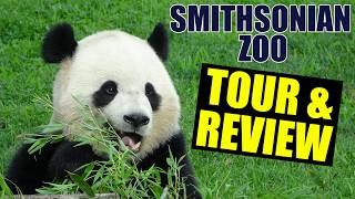 Smithsonian Zoo (Washington DC) Tour & Review