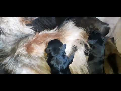 A minha cachorrinha deu cria !,o que vocês acharam dessas fifurinhas 🥰