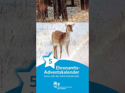 YouTube-Reel Vorschaubild